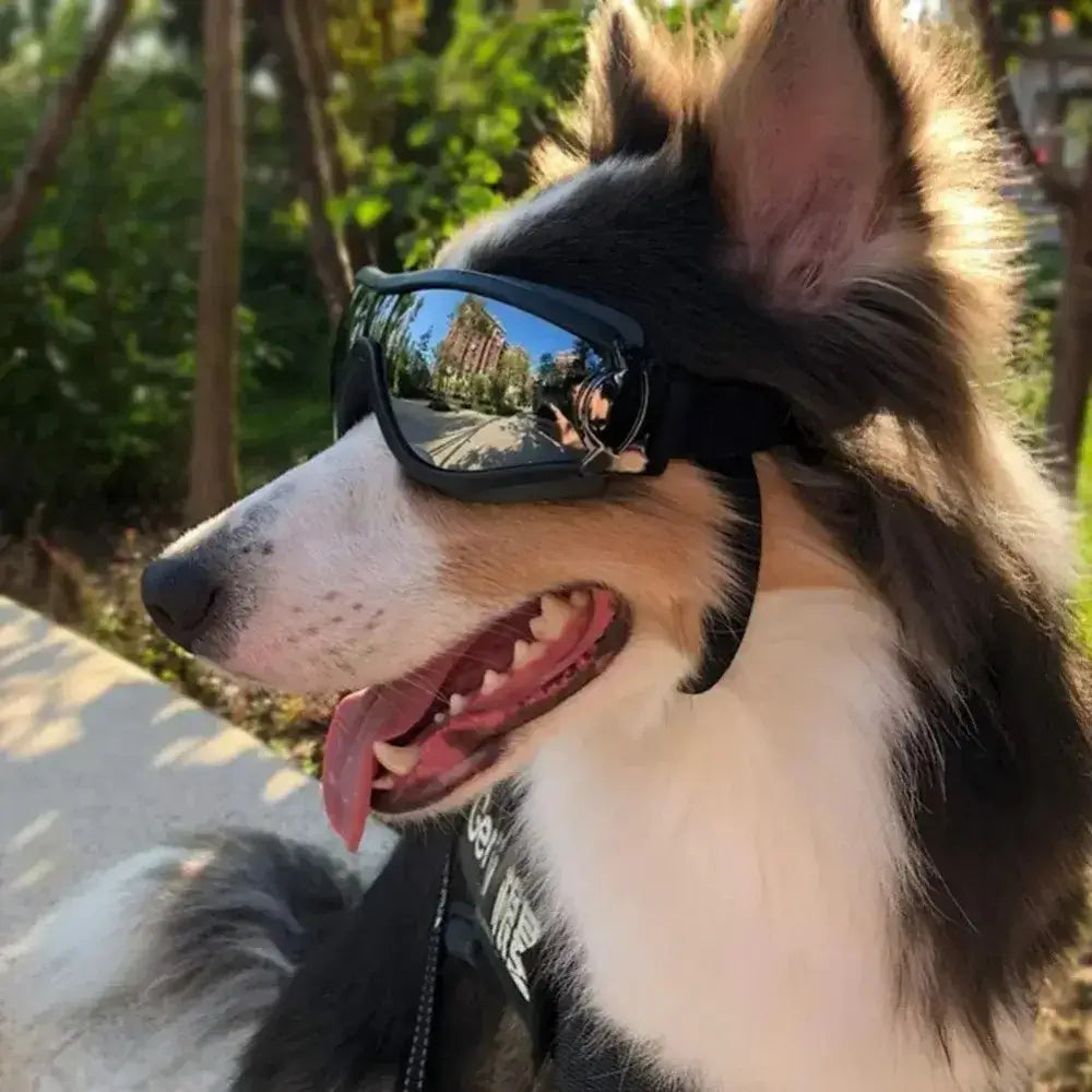 dog sunglasses on a large dog for anti-UV eye protection, black adjustable pet goggles for outdoor use