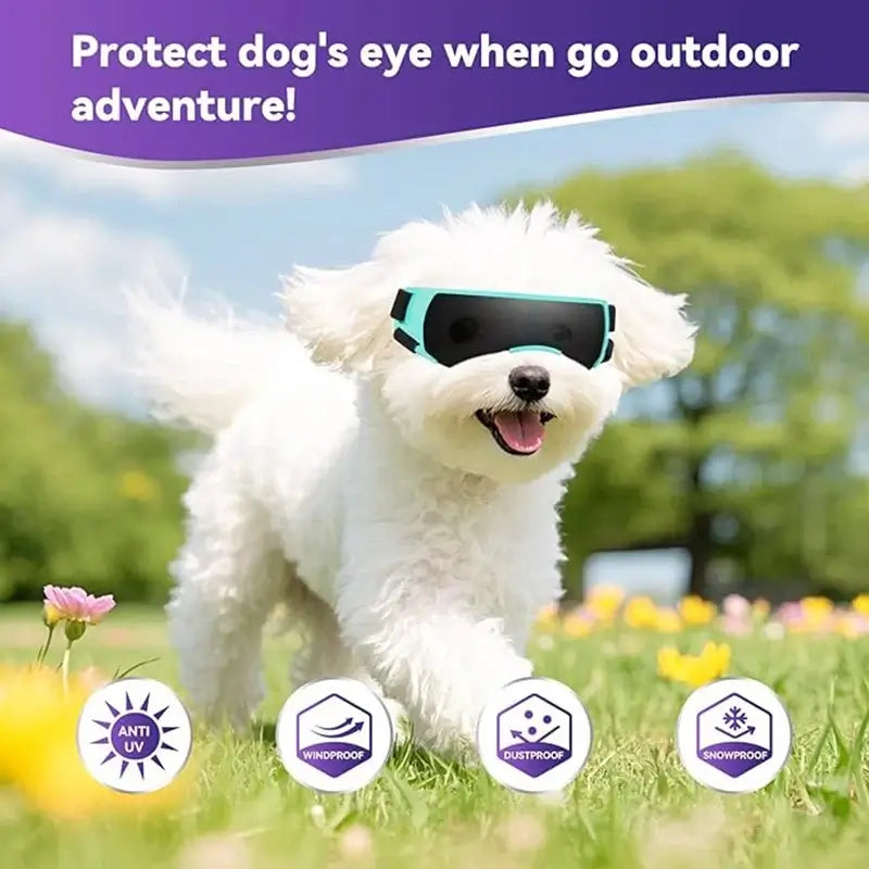 small breed dog goggles on a white dog for outdoor eye protection, anti-UV and windproof