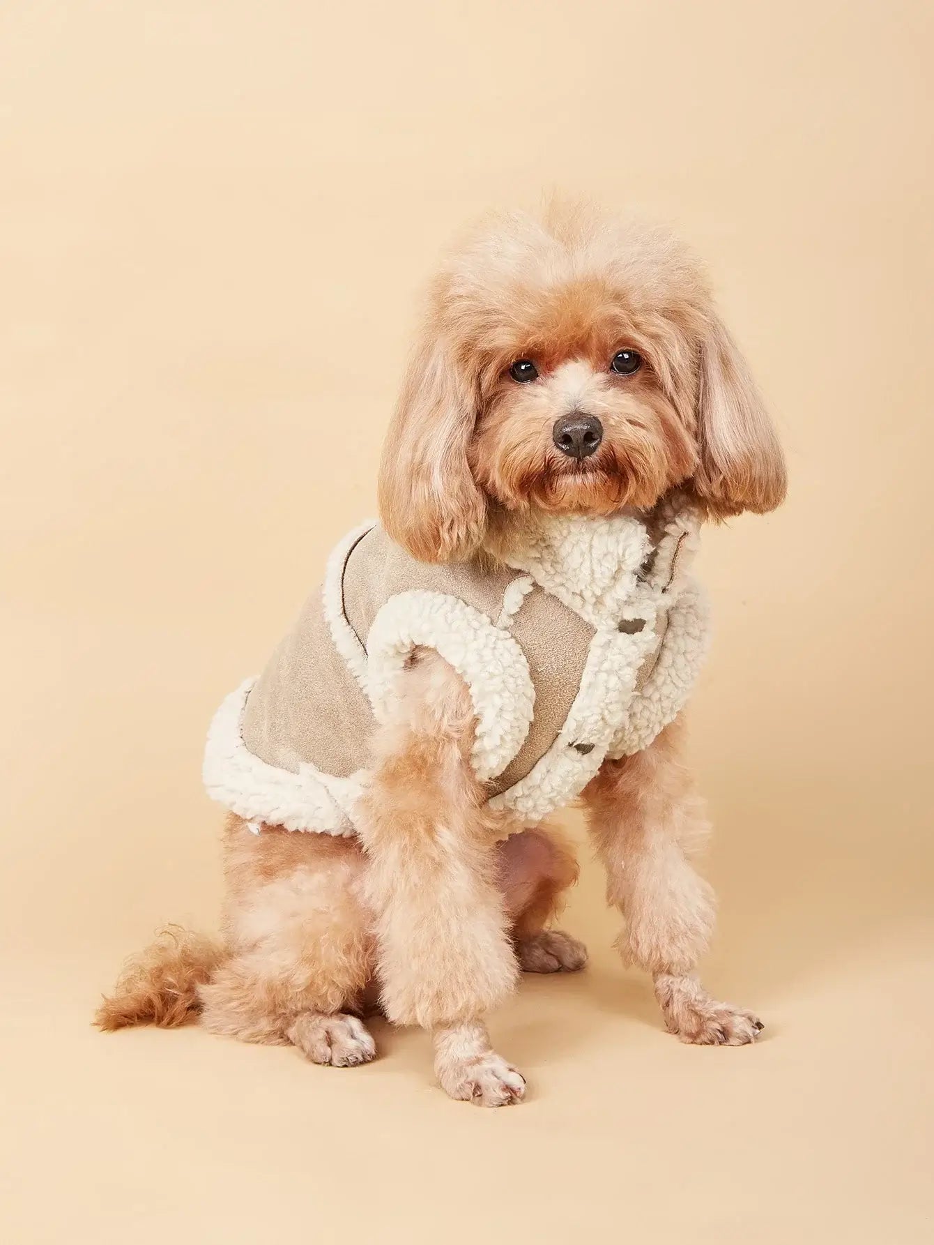 Cute small dog wearing warm dog winter vest with soft fleece lining for autumn and winter cold weather.