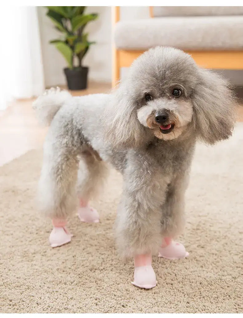 Cute gray poodle wearing waterproof dog boots standing on a carpet, showcasing comfortable pet footwear for outdoor use.