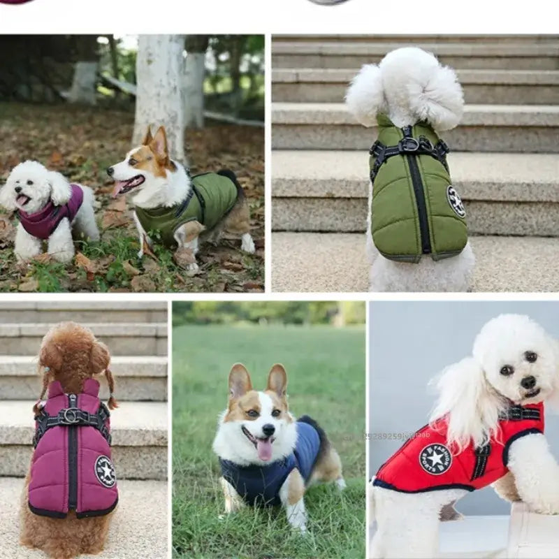 Waterproof dog jacket with harness showcased on various breeds in vibrant colors for winter warmth.