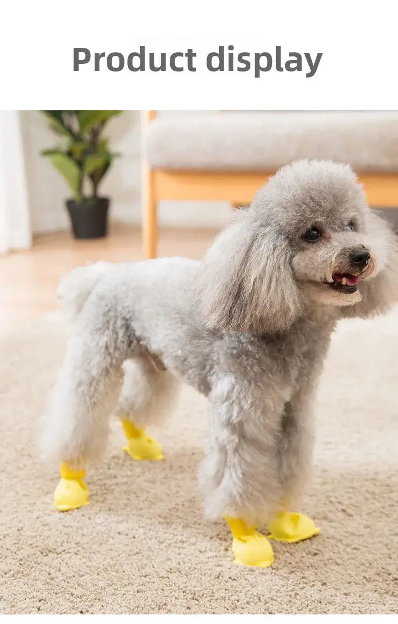 Small dog wearing waterproof dog boots for protection and comfort indoors and outdoors.