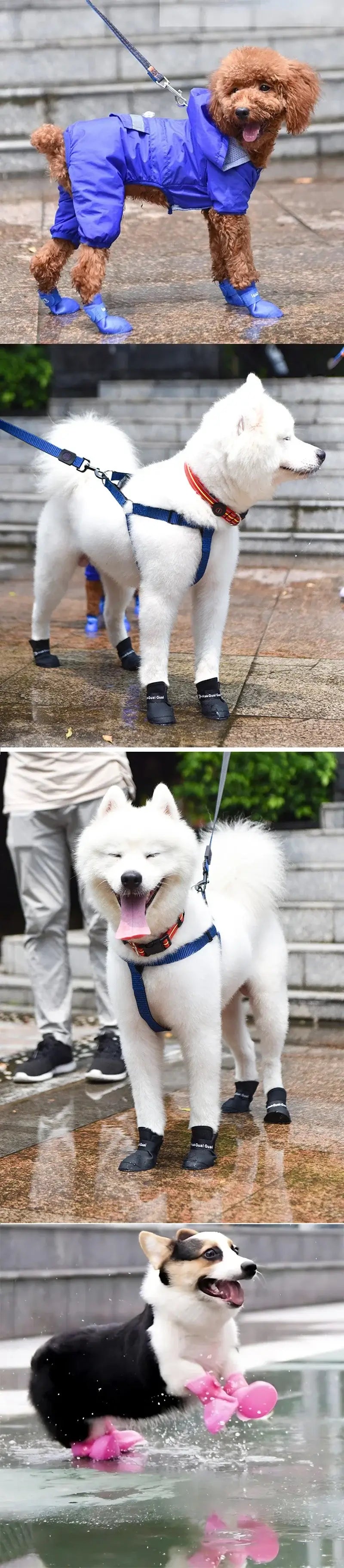 dog waterproof rain boots on small and medium dogs wearing protective rain shoes outdoors