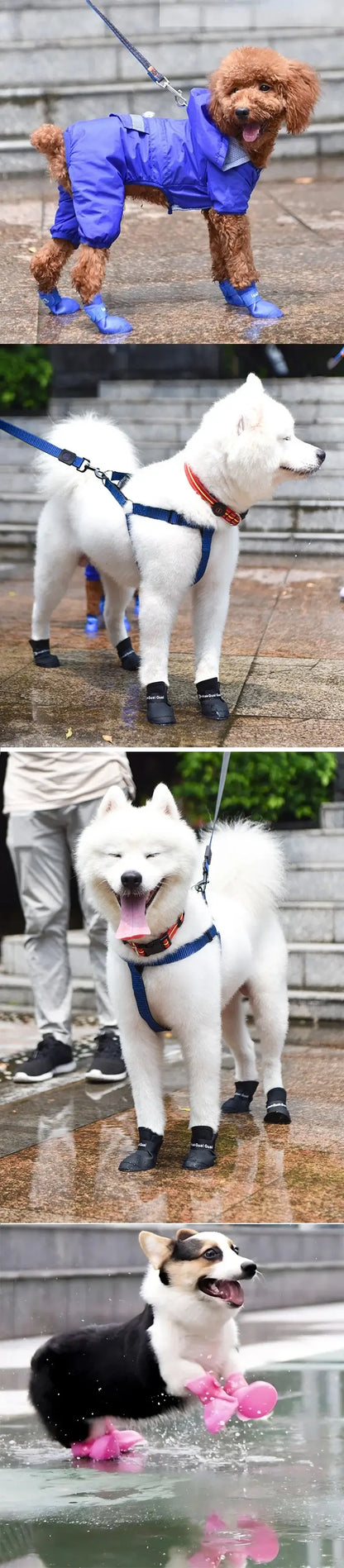 dog waterproof rain boots on small and medium dogs wearing protective rain shoes outdoors