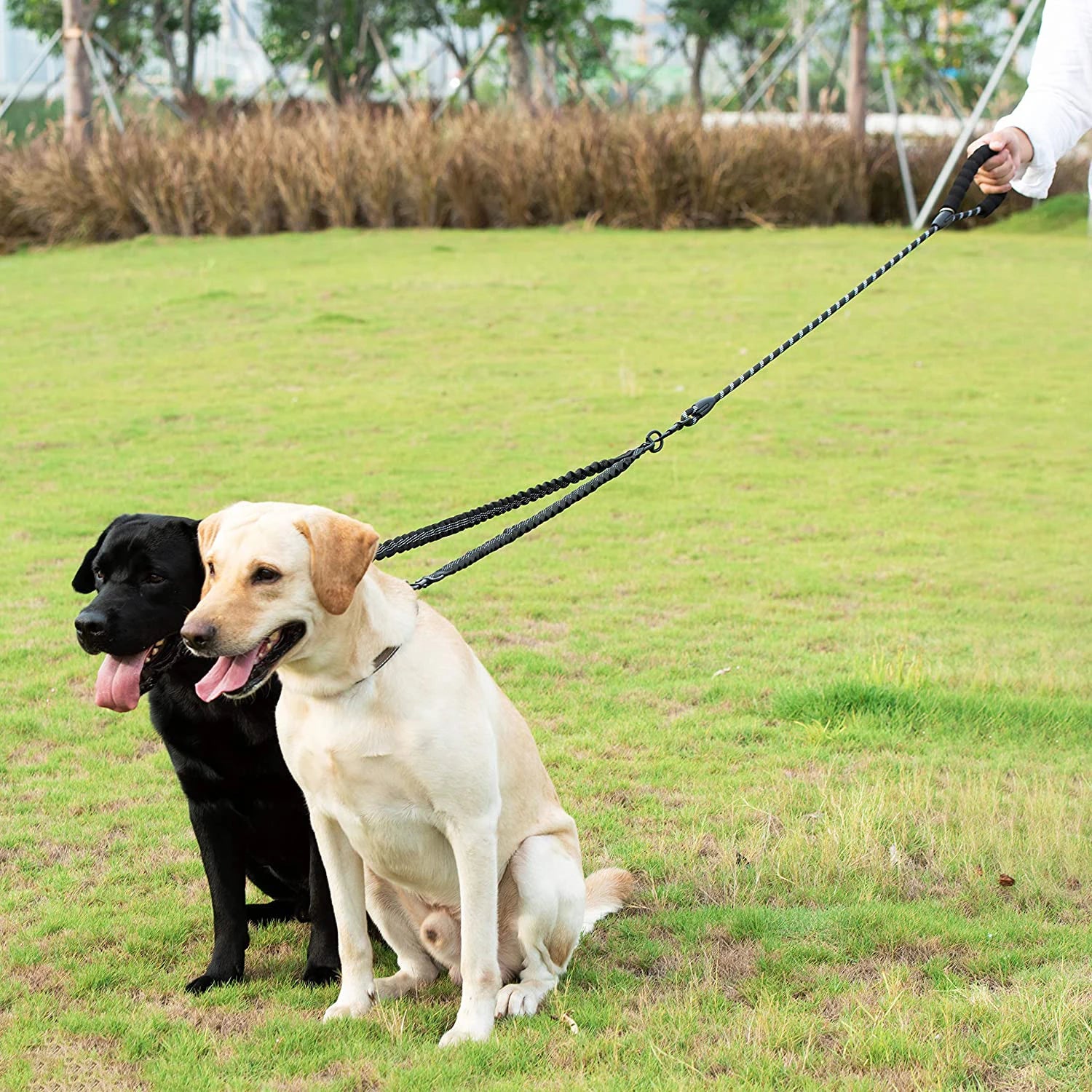 double dog leash coupler for walking two dogs on a nylon twin lead with poop bag attachment outdoors