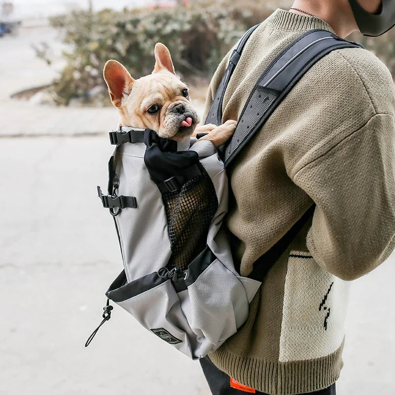 French bulldog in a breathable dog backpack carrier for hands-free outdoor travel and walking