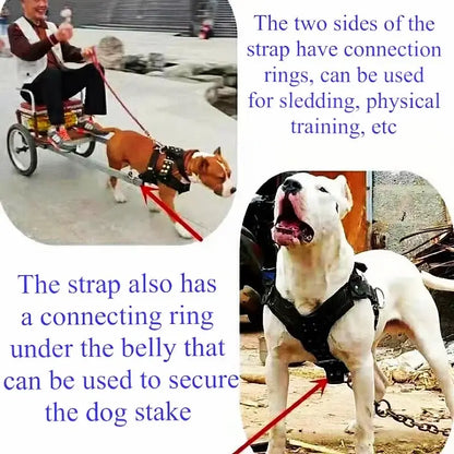 large dog harness for pit bull with secure buckle, padded nylon vest, and leash rings for sledding and training