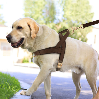Personalized no pull dog harness leash set brown leather harness on Labrador for safe walking and control