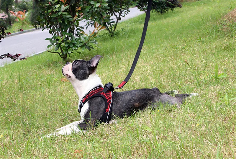 Dog Harness Reflective No Pull Choke Free Pet Harness for Small Medium Dogs Breathable Padded Harness Vest for Bulldog Chihuahua on grass.