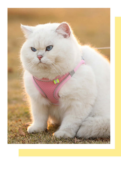White cat wearing an adjustable reflective dog harness vest for comfortable outdoor walking