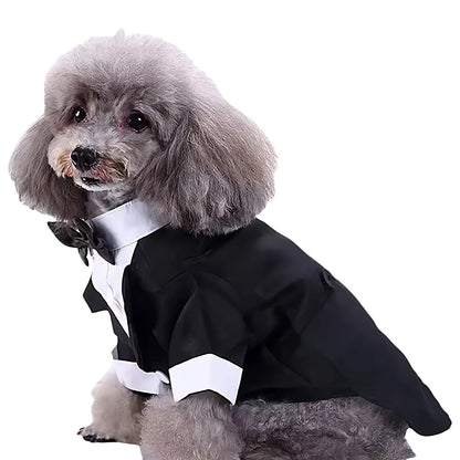 Small gray poodle wearing a black and white tuxedo dog costume with bow tie on white background