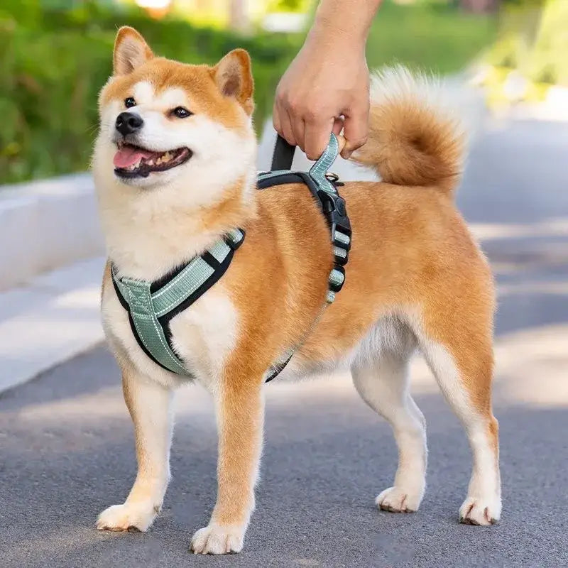 no pull dog harness with handle on Shiba Inu dog for walking, hiking, and secure everyday control