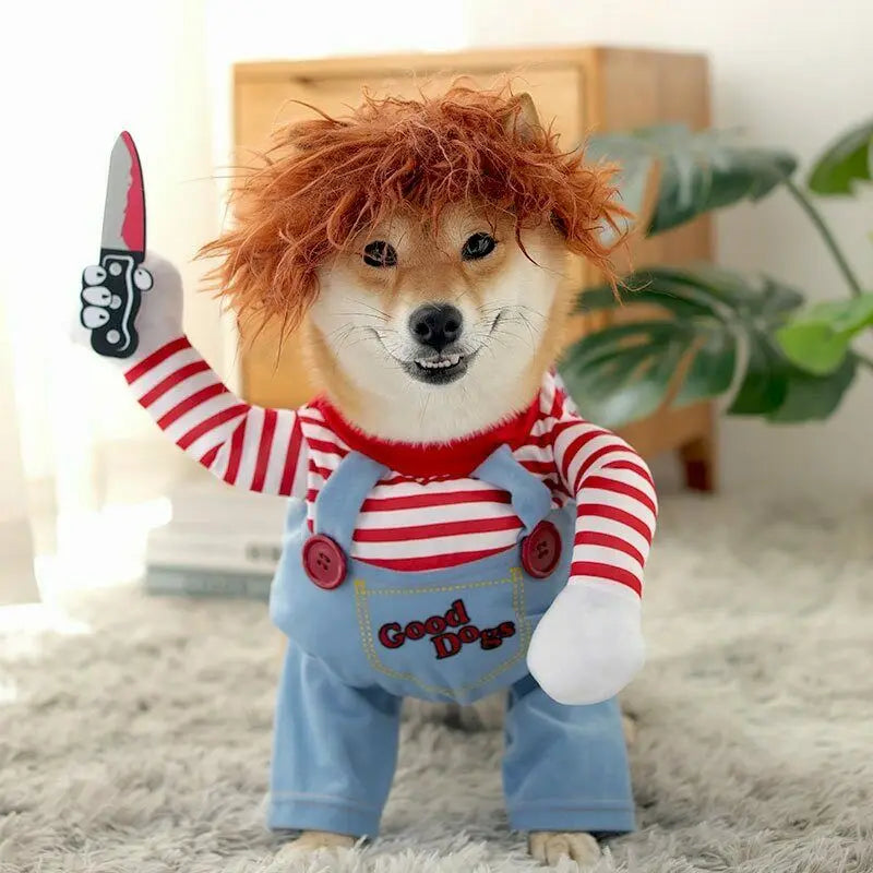 Shiba Inu wearing a funny striped dog costume with overalls, wig, and holding a fake knife toy.