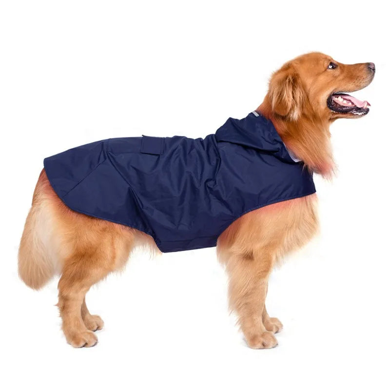 Golden retriever wearing navy blue dog raincoat, side view on white background
