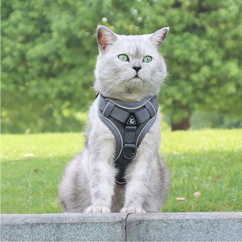 reflective cat harness and leash set gray breathable mesh harness on a white cat outdoors in a park