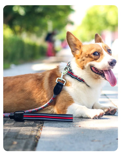 reflective dog collar on a happy corgi lying outdoors with leash, adjustable nylon pet collar for walking