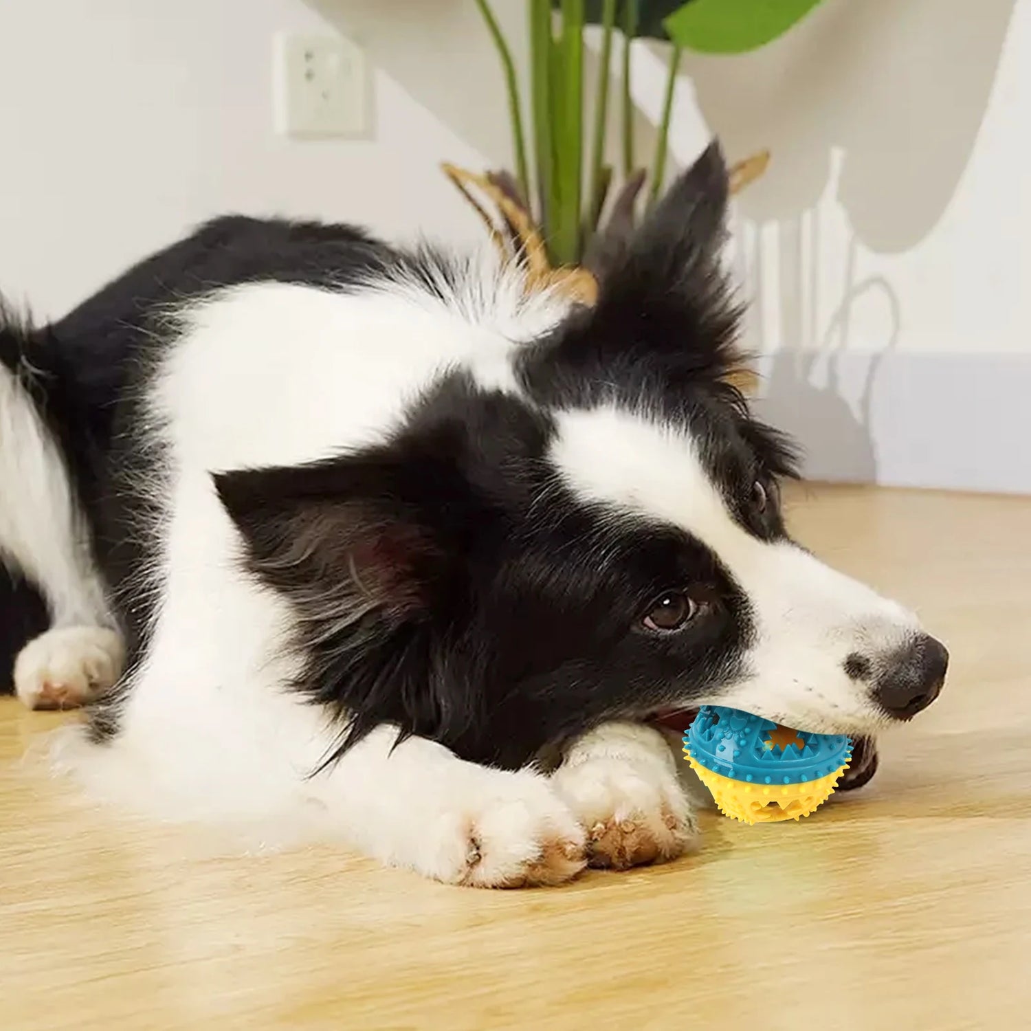 Black and white dog chewing a blue and yellow spiked rubber toy ball indoors