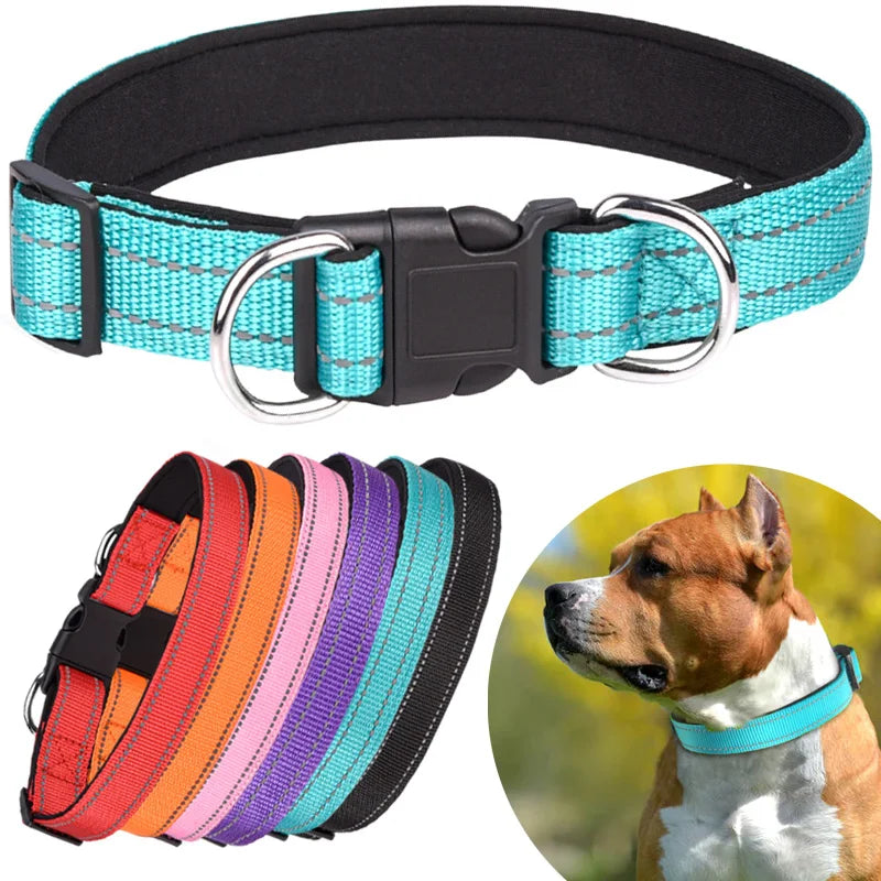 Adjustable nylon dog collars in assorted colors with metal D-rings and plastic buckle, shown on a dog outdoors.