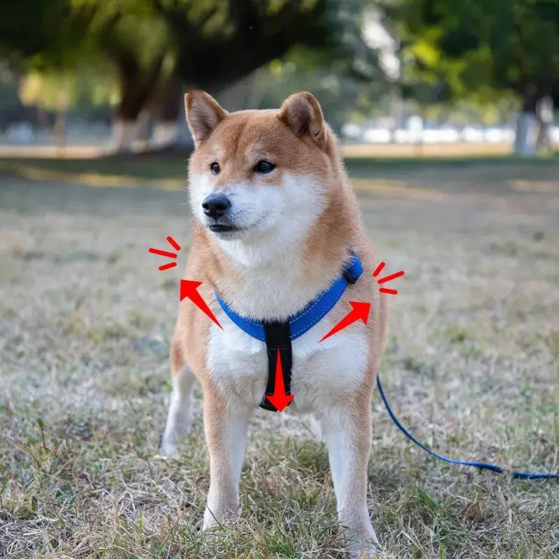 Dog wearing dog harness vest with reflective nylon leash vest type harness for small, medium, and large dogs