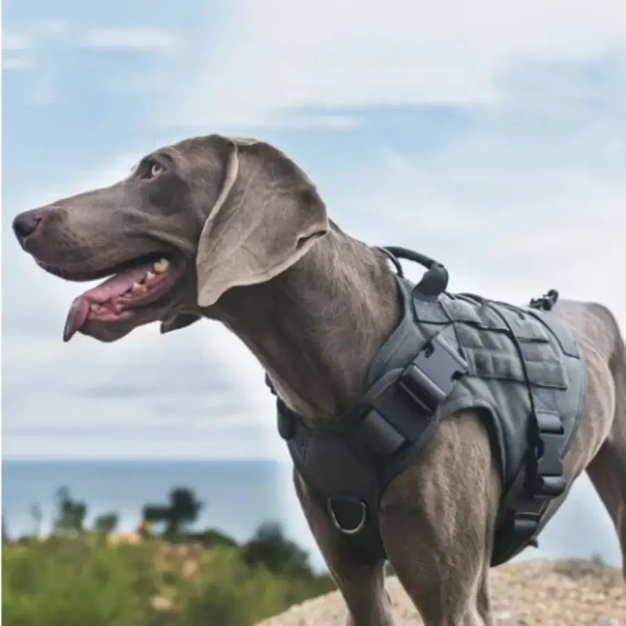 Gray dog wearing a military training dog harness tactical padded quick release vest for secure outdoor training