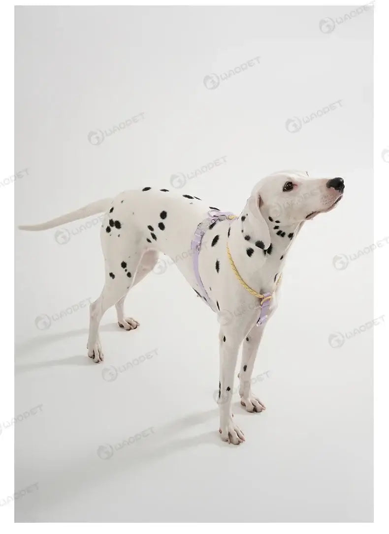 cooling no pull dog harness for medium and large dogs, vest-style nylon summer harness on Dalmatian