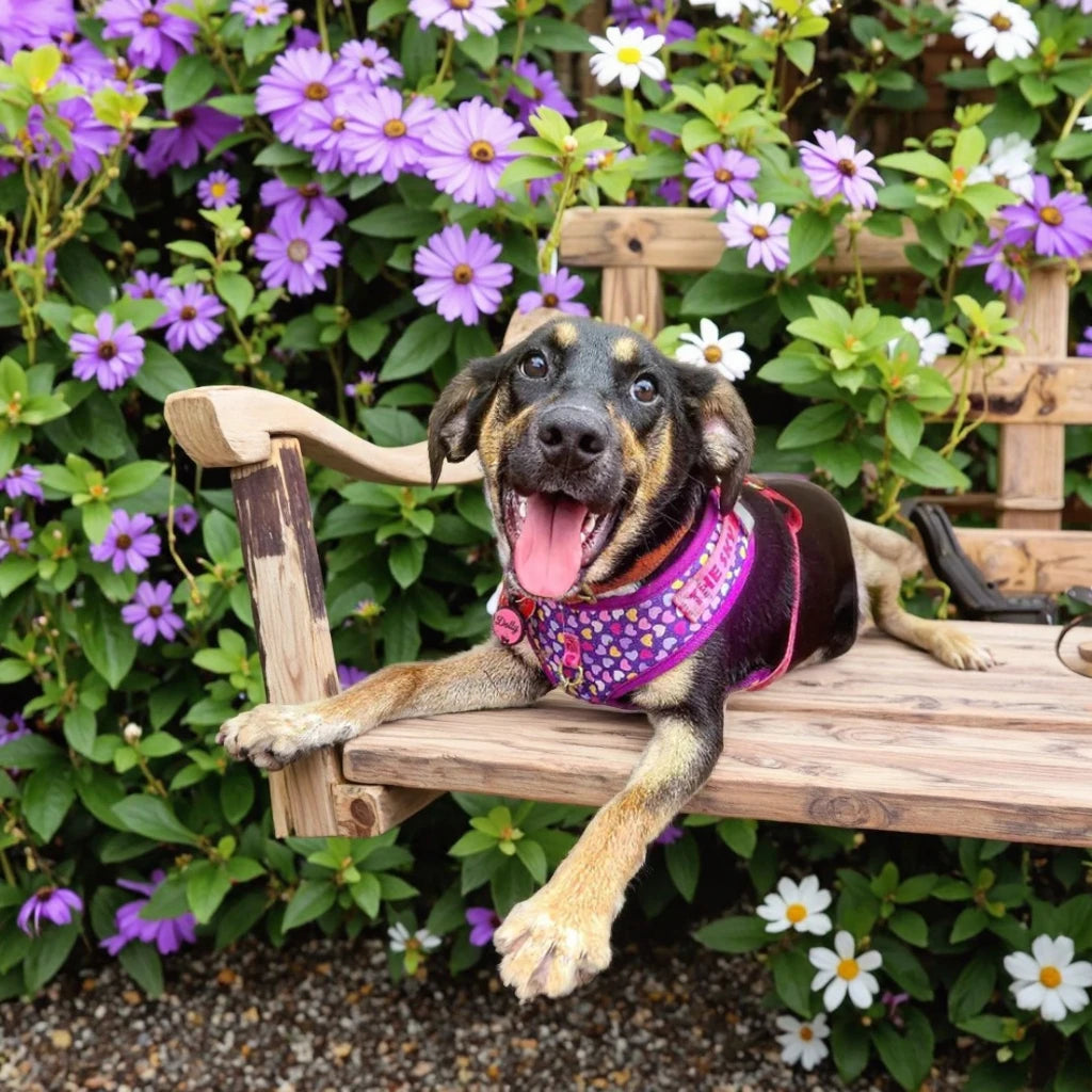 Dog wearing adjustable dog harness and leash set on a wooden bench in a flower garden, perfect for cute holiday gifting.