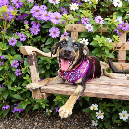 Dog wearing adjustable dog harness and leash set on a wooden bench in a flower garden, perfect for cute holiday gifting.
