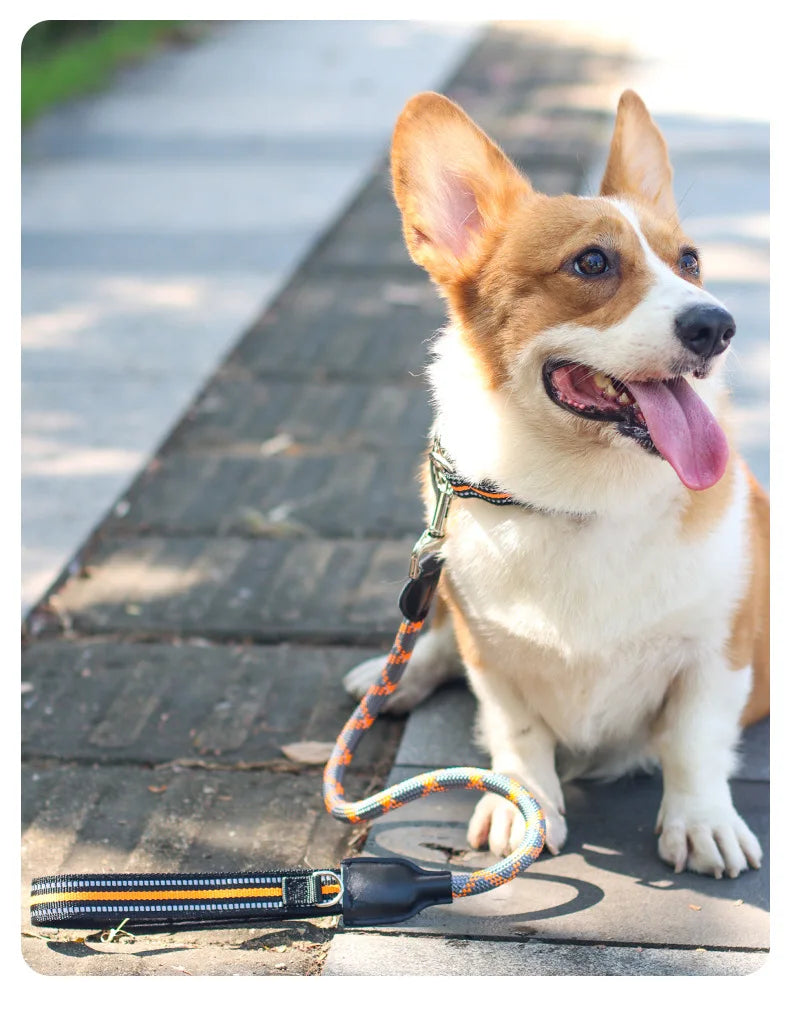 Reflective dog collar on a happy corgi with leash, ideal for safe walking and outdoor pet use