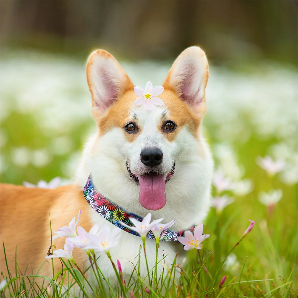 Adjustable nylon dog collar on a corgi with floral print, metal D ring, ideal for medium and large dogs