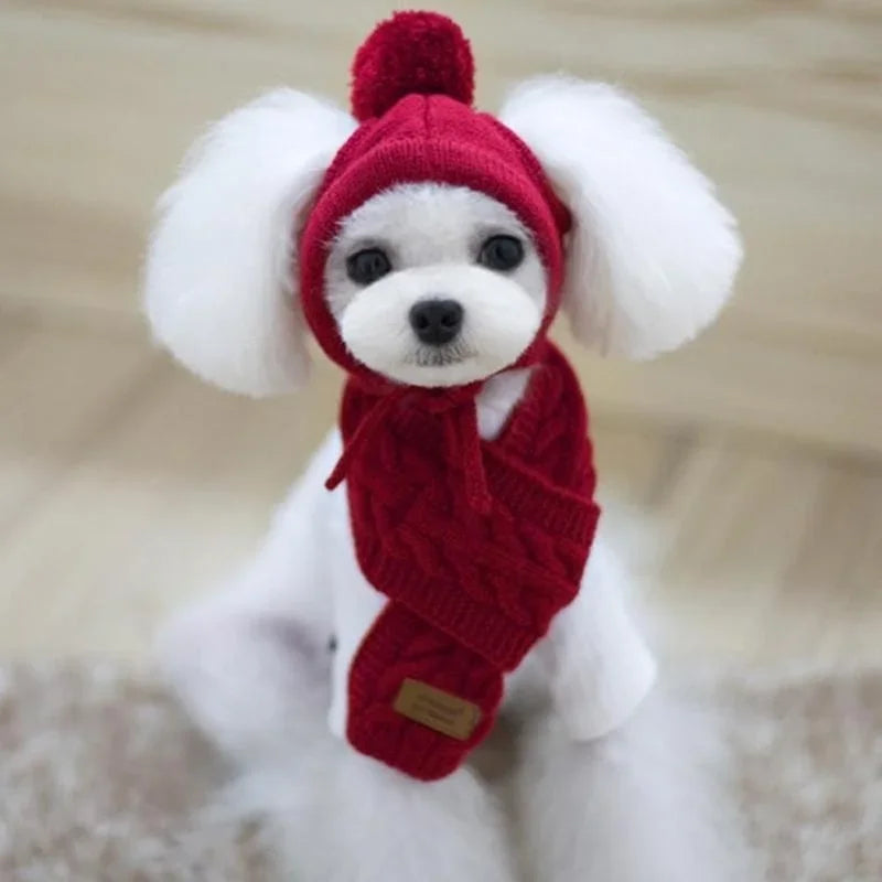 Small white dog wearing a red knit hat and scarf, cozy indoor setting, dog apparel