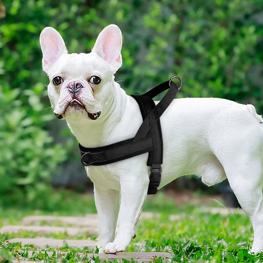 White French Bulldog wearing a black no pull dog harness, padded adjustable nylon vest for small and medium dogs