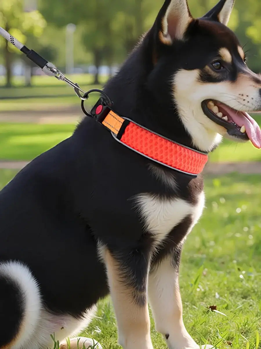 Reflective adjustable dog collar for walking, durable orange pet collar on a black dog outdoors