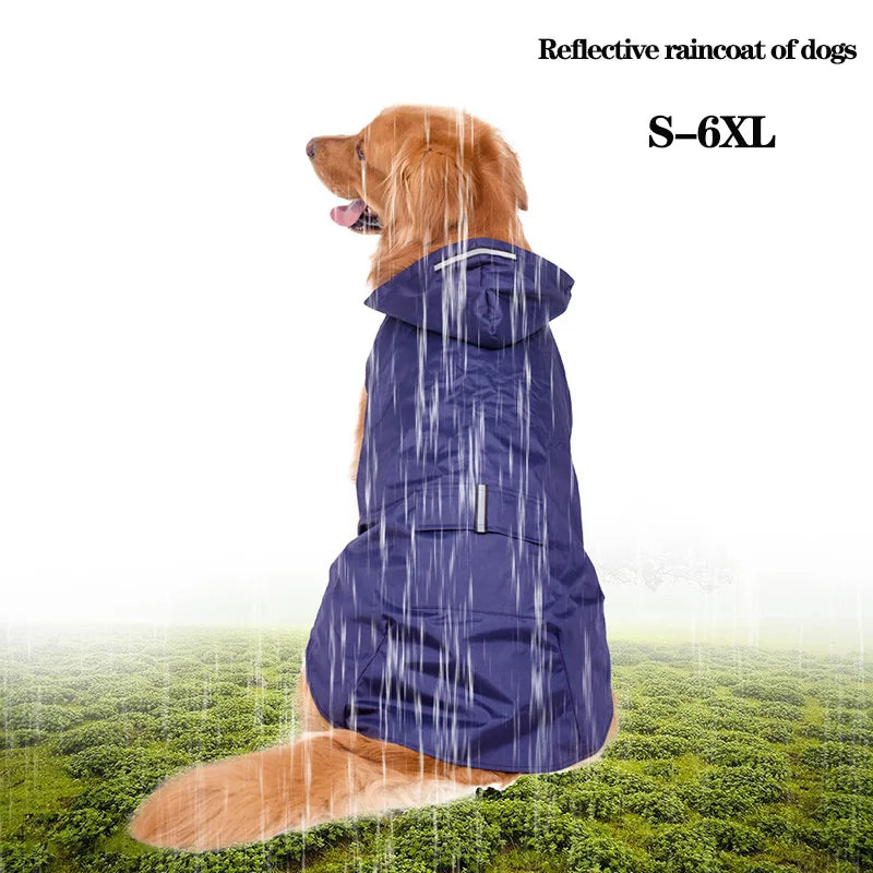 Golden retriever wearing a blue reflective dog raincoat in the rain outdoors
