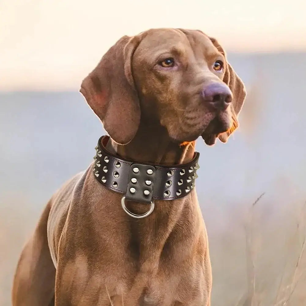 wide leather dog collar with spikes on a brown large dog, durable padded studded collar for medium and large breeds
