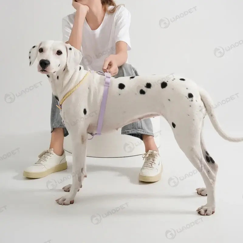 Cooling no pull dog harness on a Dalmatian-style medium large dog with vest fit for spring and summer walks