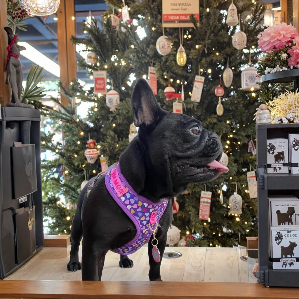 Black French bulldog wearing adjustable dog harness and leash set in a festive pet store display