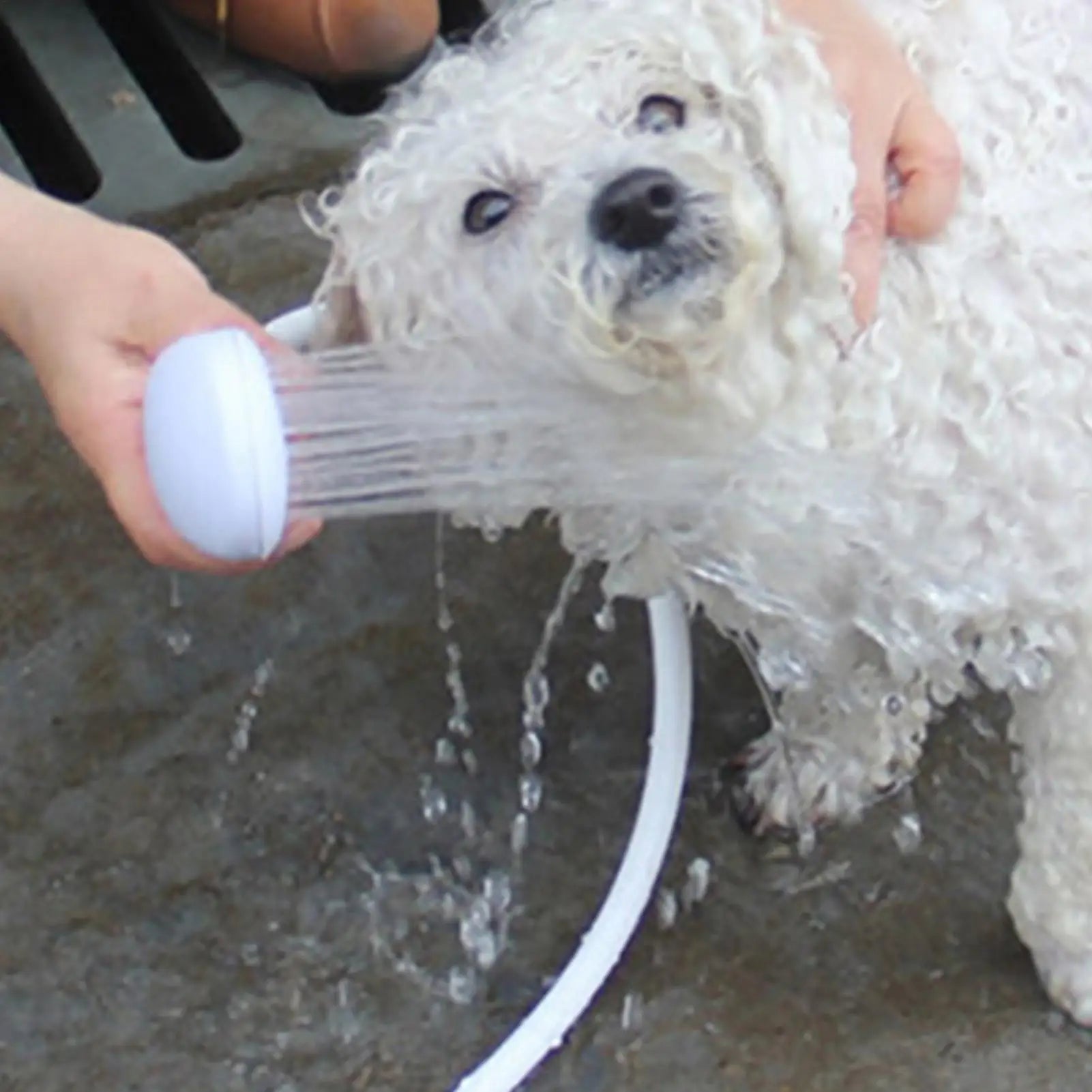pet bathing shower for washing a small white dog with a handheld grooming sprayer