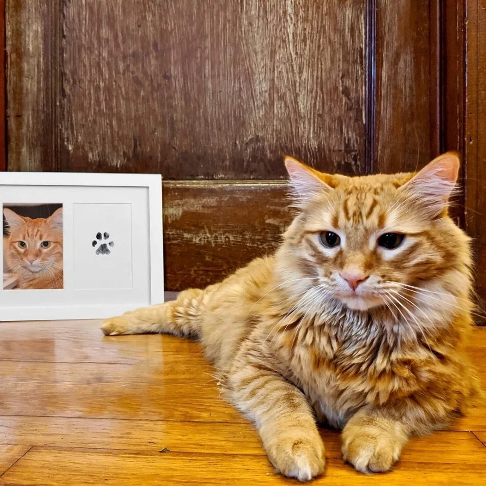 Orange cat with framed paw print using pet handprint and footprint kit for keepsake photo albums