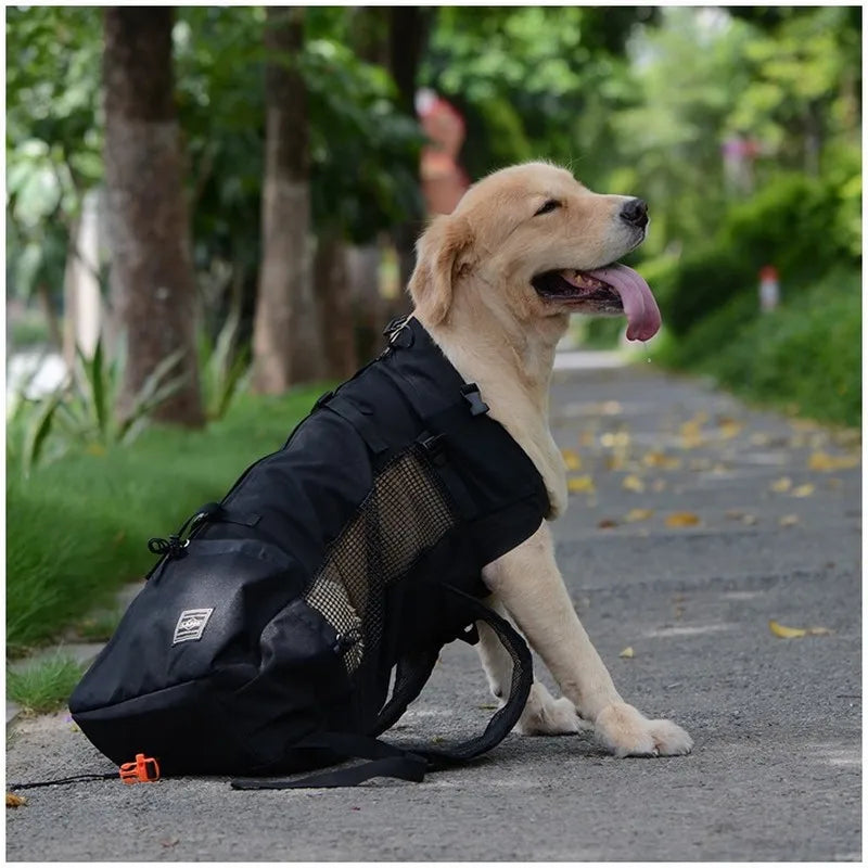 Golden retriever wearing a breathable dog carrier backpack on a walking path, ideal for hiking and outdoor travel.