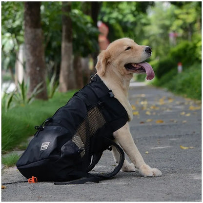 Golden retriever wearing a breathable dog carrier backpack on a walking path, ideal for hiking and outdoor travel.