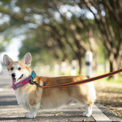 Corgi on adjustable dog training leash for outdoor walking, durable and convenient leash for medium to large dogs
