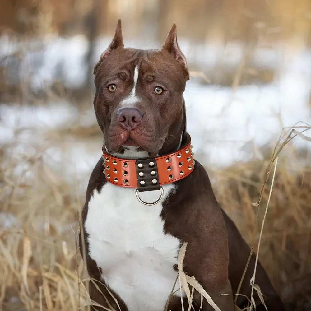 wide leather dog collar for medium large dogs, orange spiked studded collar on a brown pitbull in grass