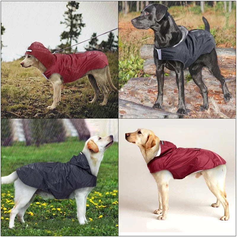 Large dogs wearing waterproof raincoats outdoors and indoors, showcasing pet apparel.