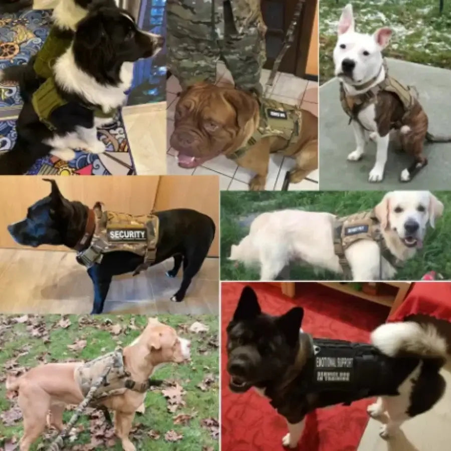 Military training dog harness on multiple dogs, tactical padded quick release vest for small, medium, and large breeds
