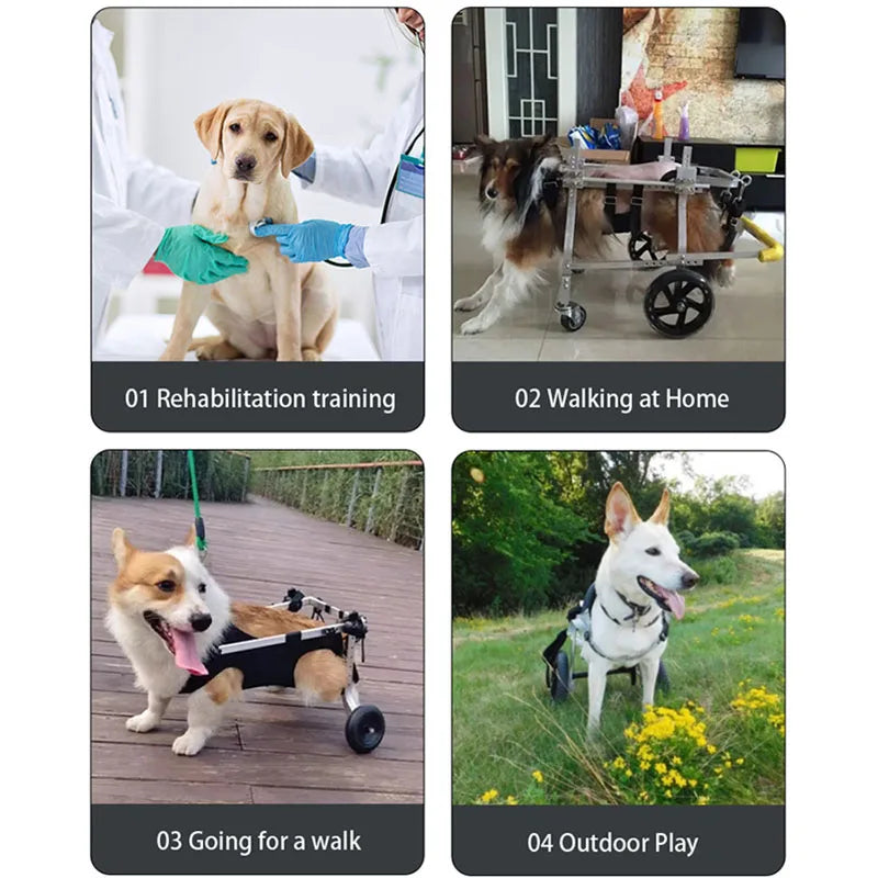 S4282bb1697d040268dc19d20c5a77fabx - bestdoggylife.shop