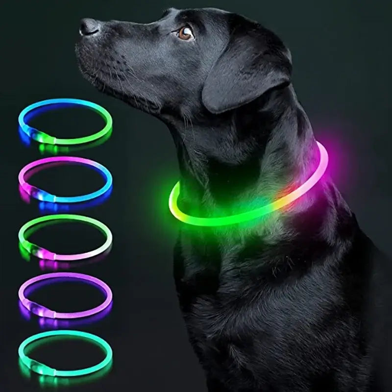 Black dog wearing LED dog collar light with glowing neon colors for safe nighttime visibility