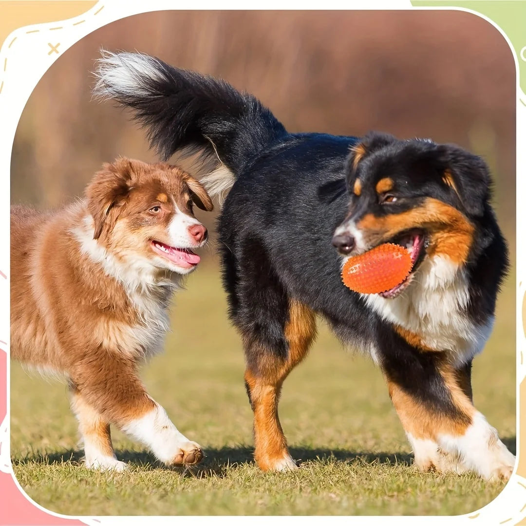 Two dogs playing outside, one holding an orange textured dog toy in its mouth