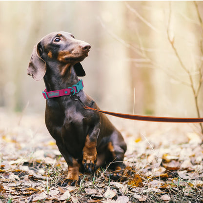 adjustable dog training leash with small dog on woodland walk, durable lightweight leash for training and control