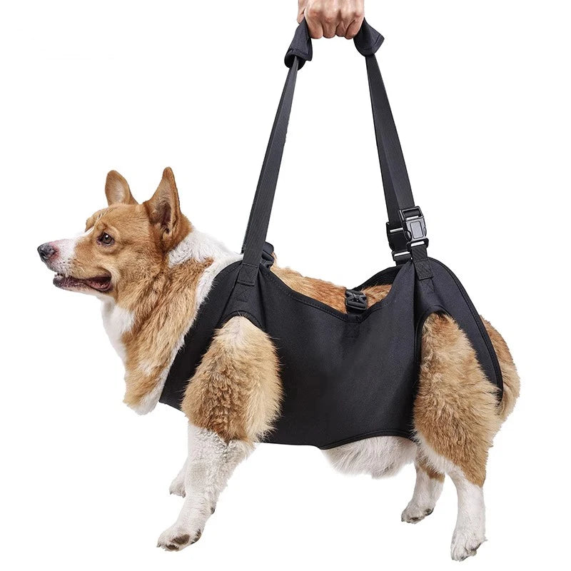 Corgi dog in a black lift support harness for mobility assistance