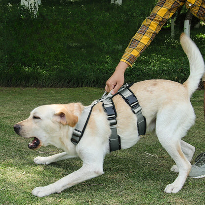 Yellow Labrador dog wearing a no-pull harness, being handled outdoors on grass